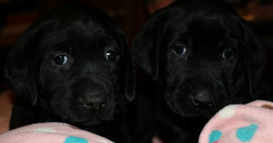 golden retriever puppies manitoba labrador retriever breeders manitoba photo golden retriever puppies manitoba labrador retriever breeders manitoba photo