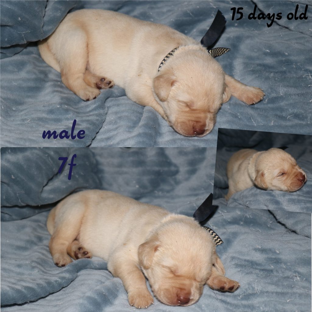15 days labrador puppies