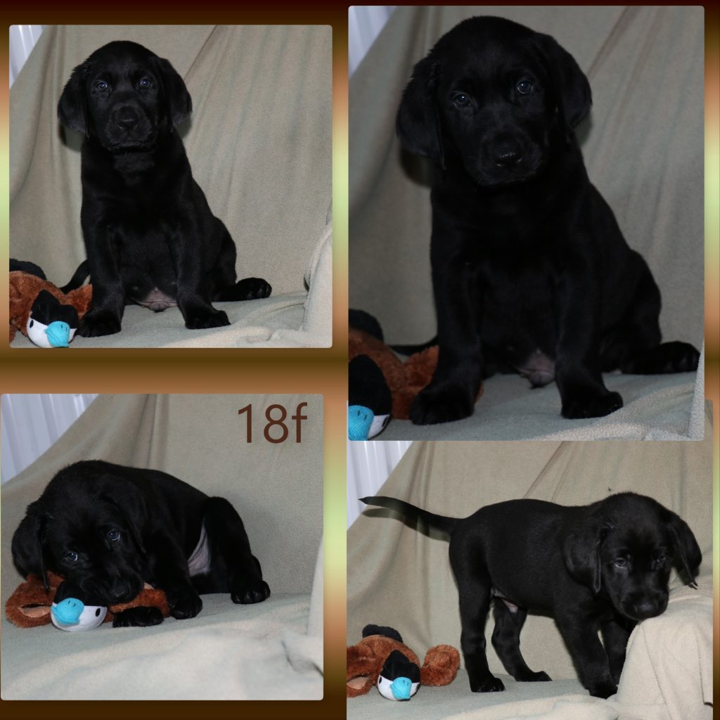 Murphy – Archway Labradors (Retriever)