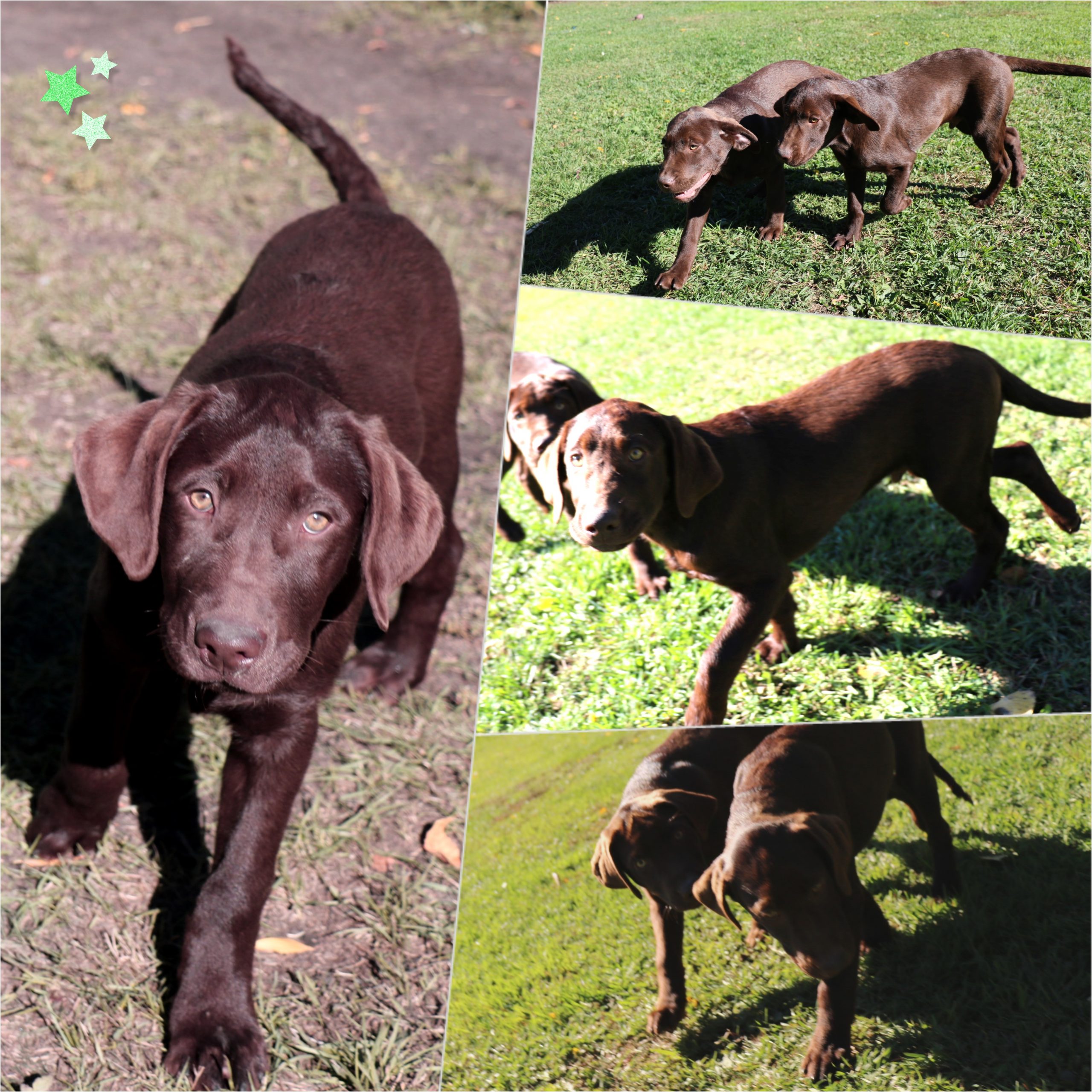 PURCHASE INFO – Archway Labradors (Retriever)